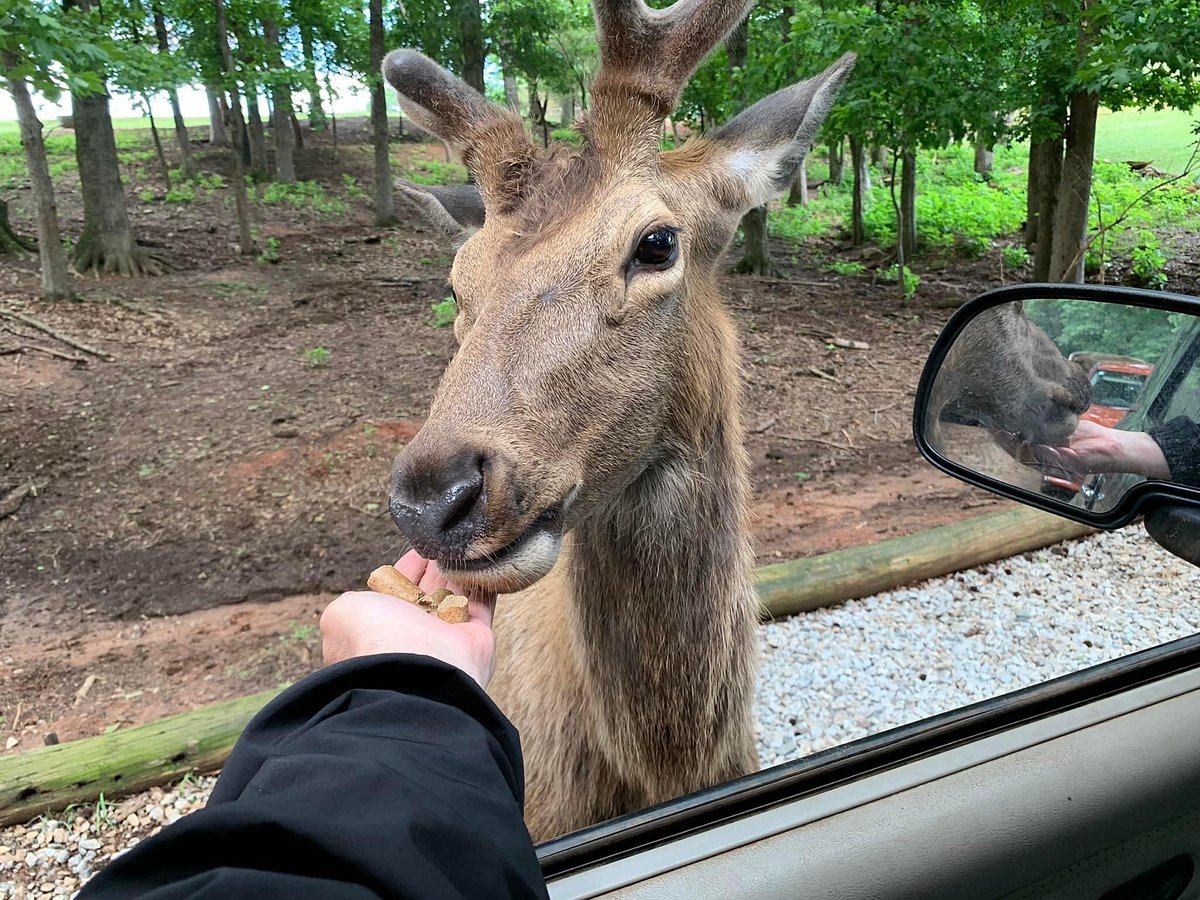 wildlife safari in hartwell ga