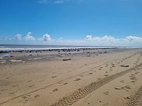 are dogs allowed at spurn point