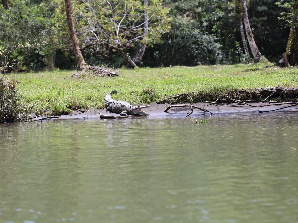 jungle tom tours tortuguero