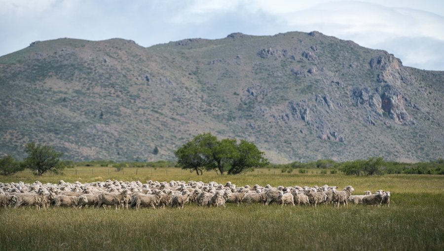 Our wool clothes is crafted with traceable and sustainable NATIVA™  Merino wool, where the highest standards are placed on taking care of the sheep, the land they inhabit and the people working alongside them. Follow the wools journey from farm to consumer. 