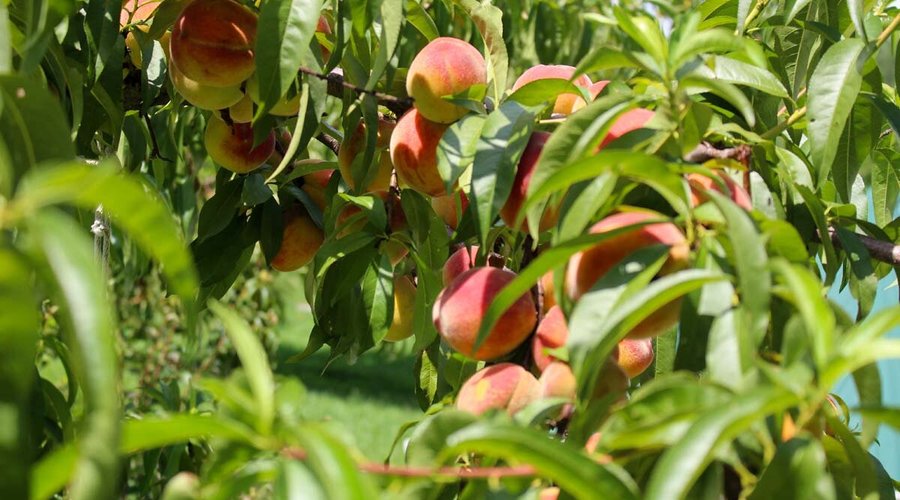 The Inn is in the middle of a 160 acre permaculture orchard.