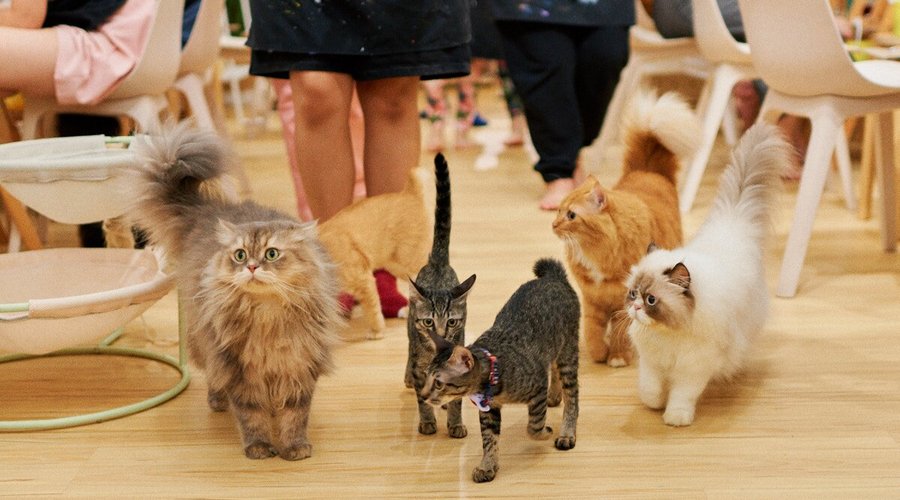 You can participate in our lunch or dinner service for the cats