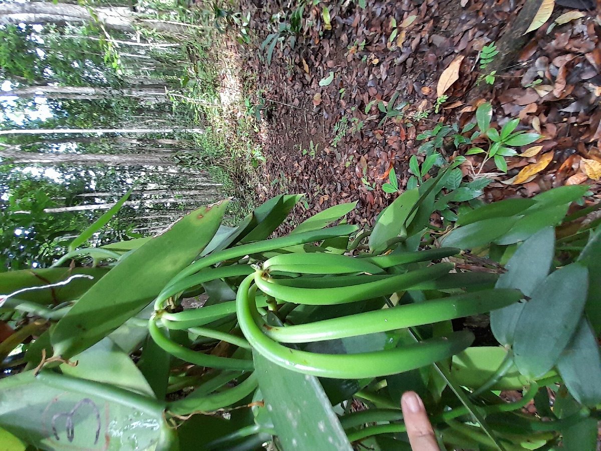 VANIGWA: organic vanilla from Cédric Coutellier - Guadeloupe National Park
