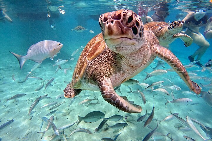 Tripadvisor  Nadar com tartarugas marinhas e praia de Grote Knip