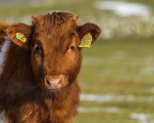 eco tourism scotland