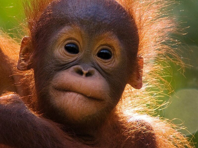 orangutan-baby-Borneo - A Good Place