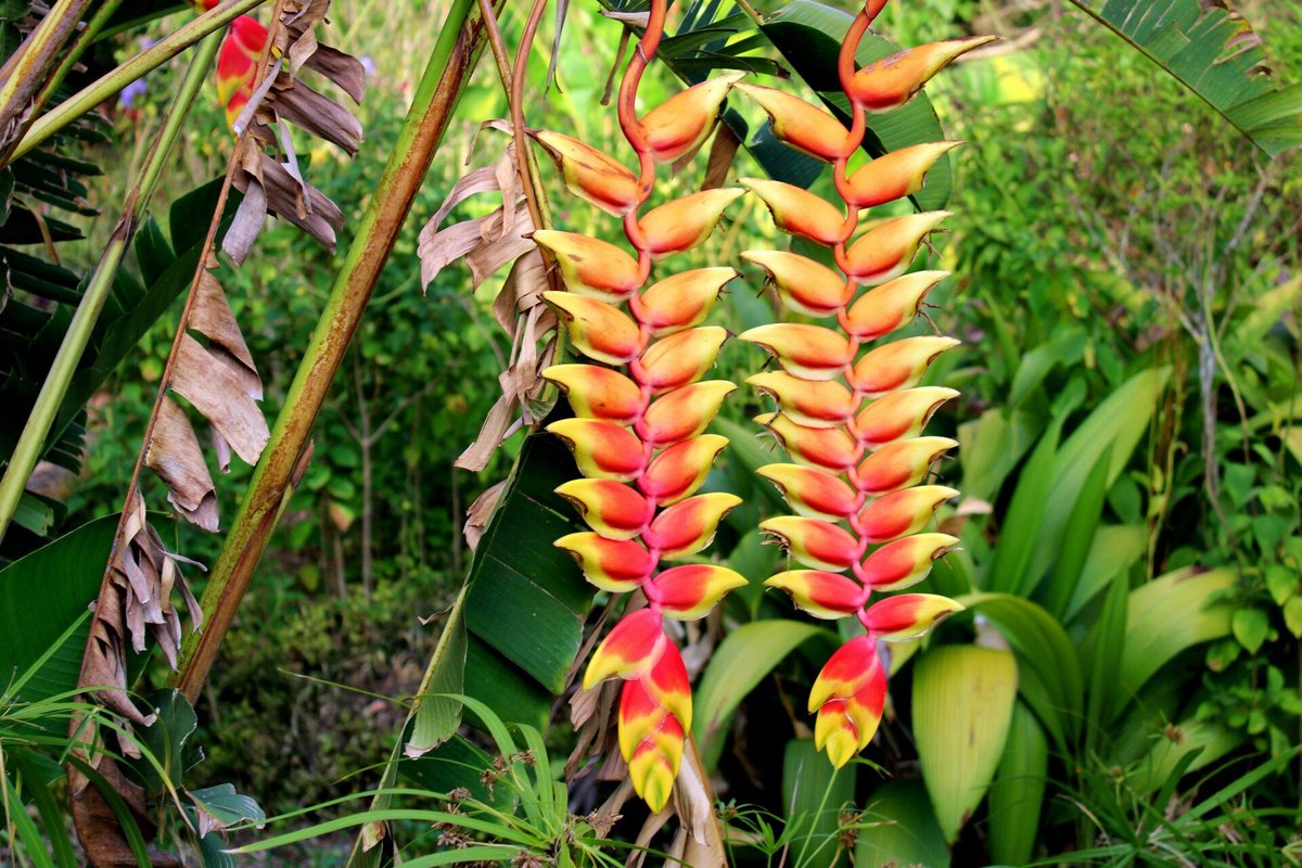 El Arca Jardín Botánico (Santa Barbara) - All You Need to Know BEFORE You Go