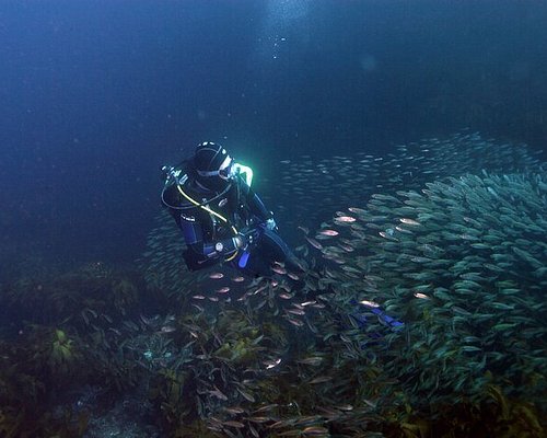 Bags  Freediving / Spearfishing :: Auckland Scuba Dive - New Zealand