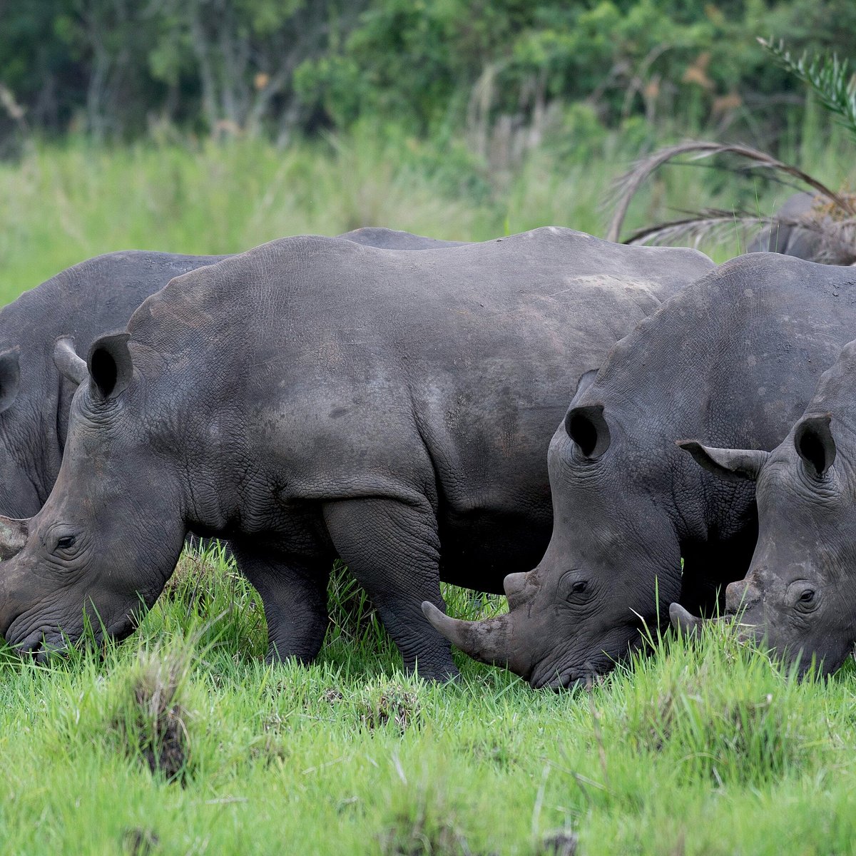 Wild Visit Uganda