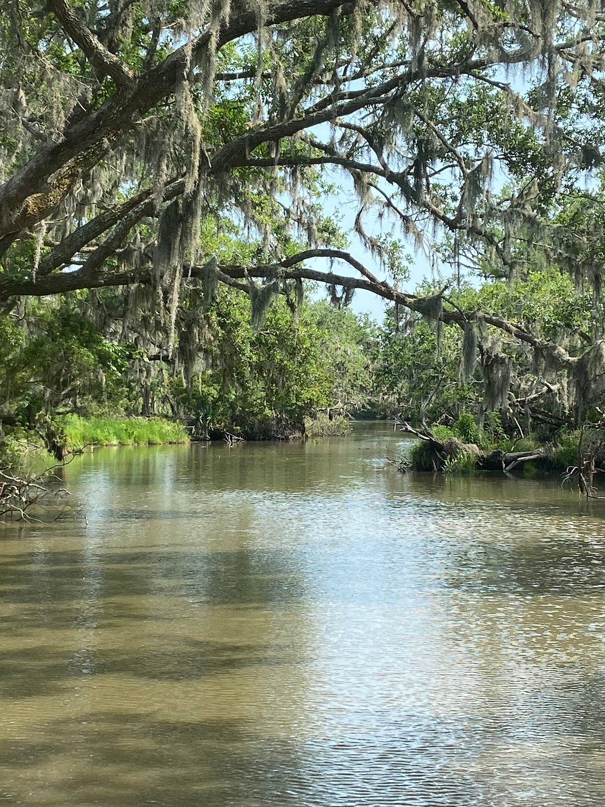 new orleans swamp tour boat adventure with pickup