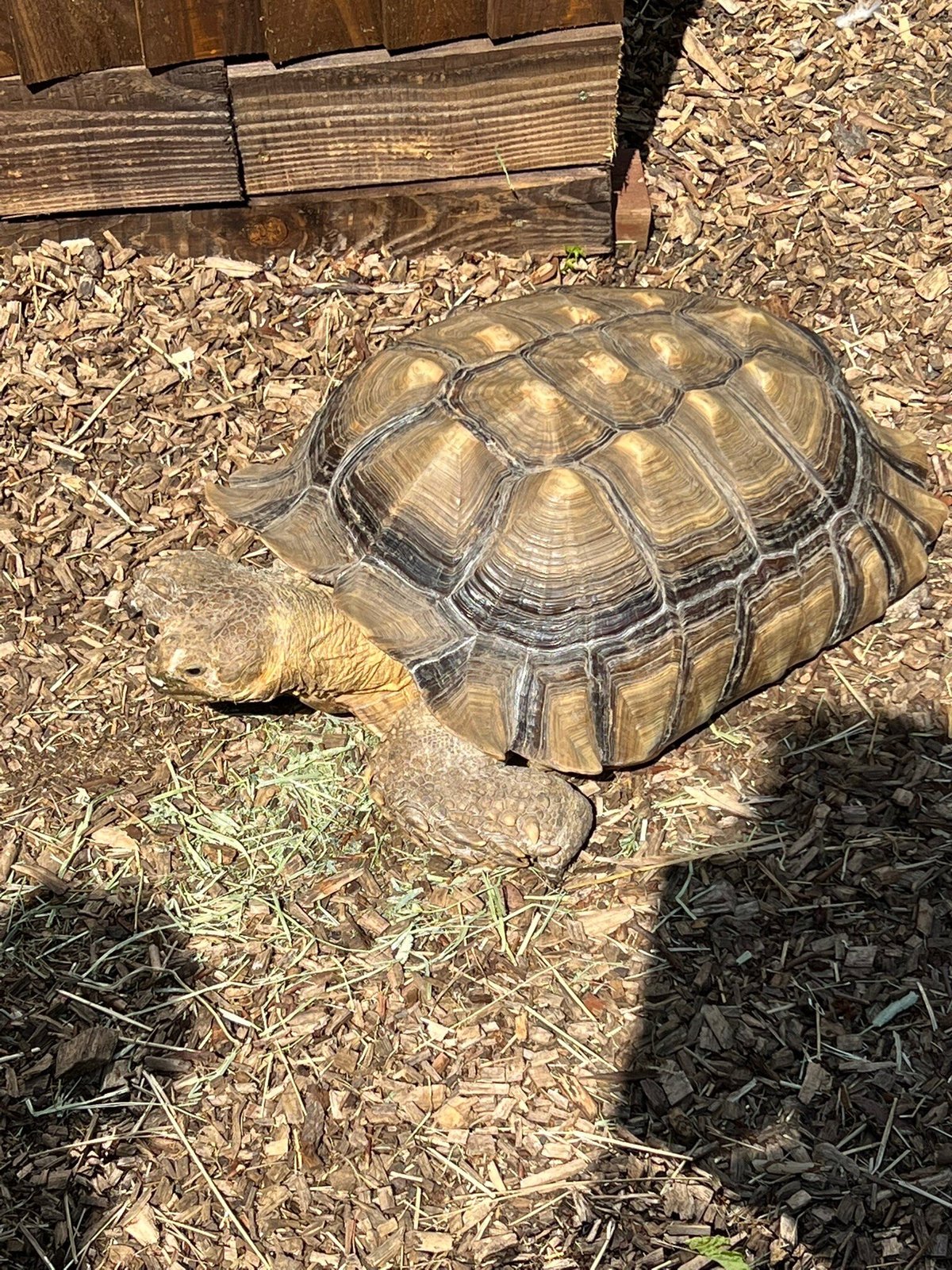 Promenade Park Petting Zoo (Maldon) - All You Need to Know BEFORE You Go