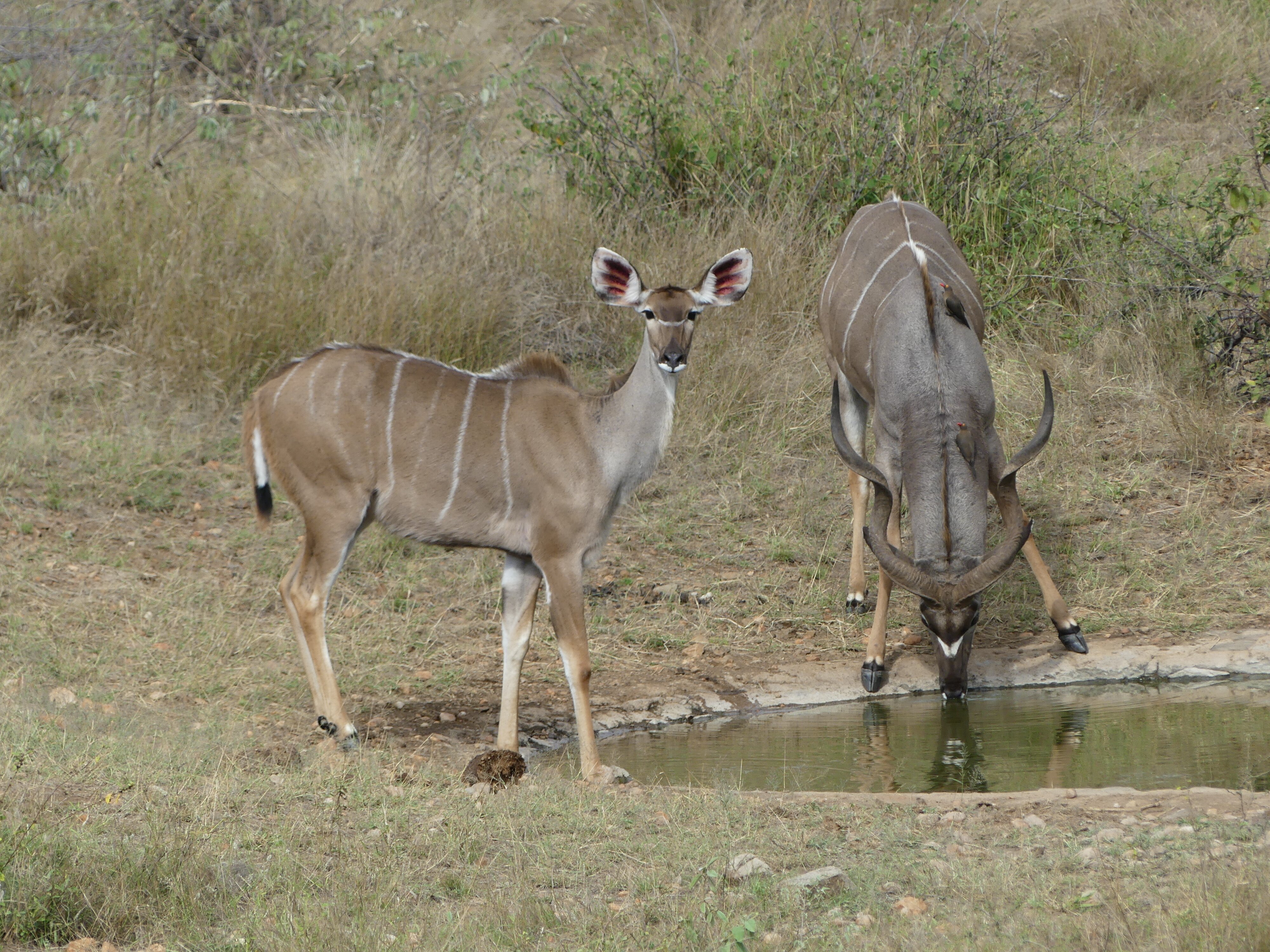 MBIZI BUSH LODGE - UPDATED 2024 Reviews & Price Comparison (Grietjie ...