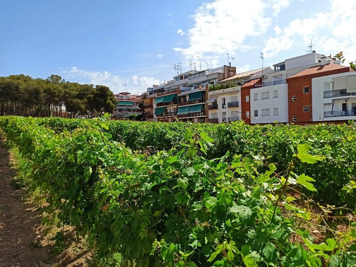 Imagen 1 de Centre D'interpretació De La Malvasia