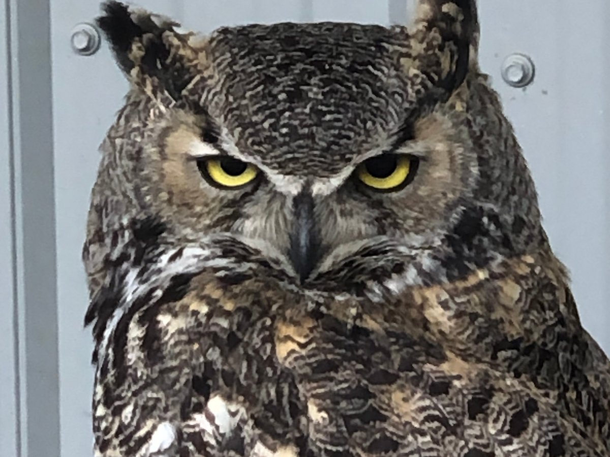 Alberta Birds of Prey Centre - Photo Journeys