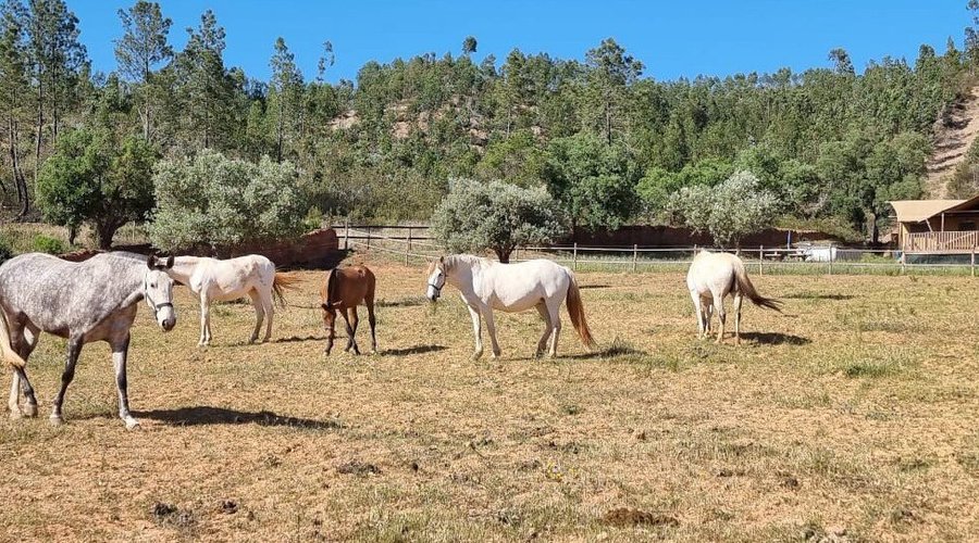 Our Lusitano horses just outside your Glamping Lodge