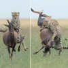 Kenia Safari