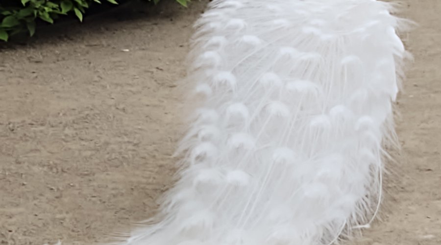 White peacock! in Wallenstein Gardens