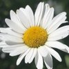Carolyn S