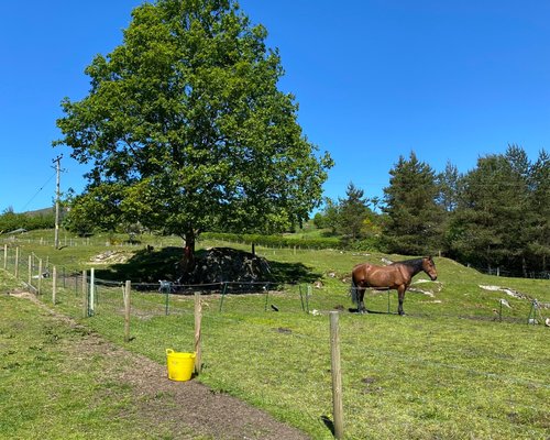 Iconic Cattle of Scotland - The Highland Cow — Darach Social Croft