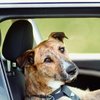 Totoisdriving