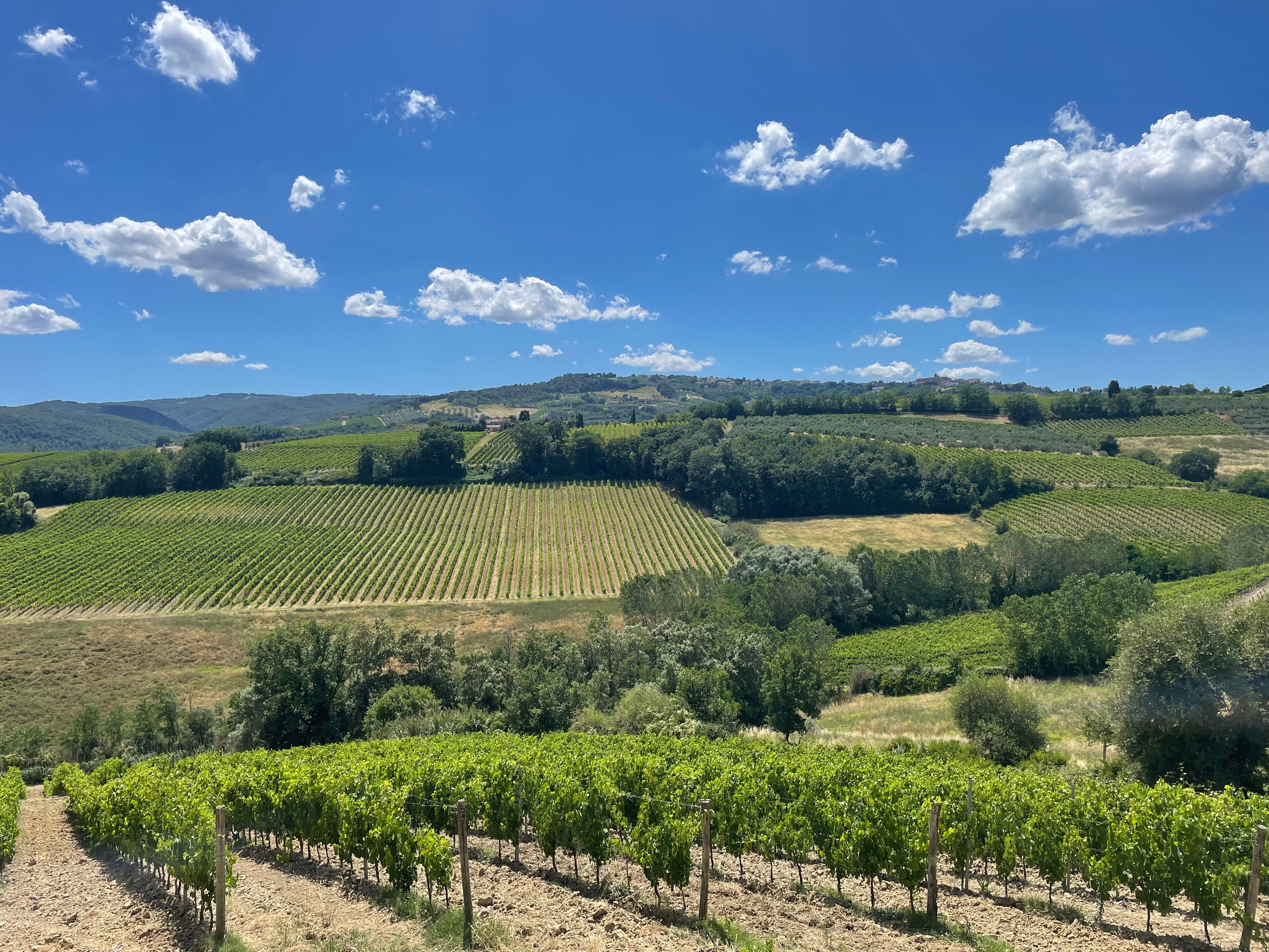 THE 5 BEST Gambassi Terme Wineries Vineyards Updated 2024