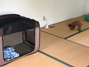 旅行者の写真