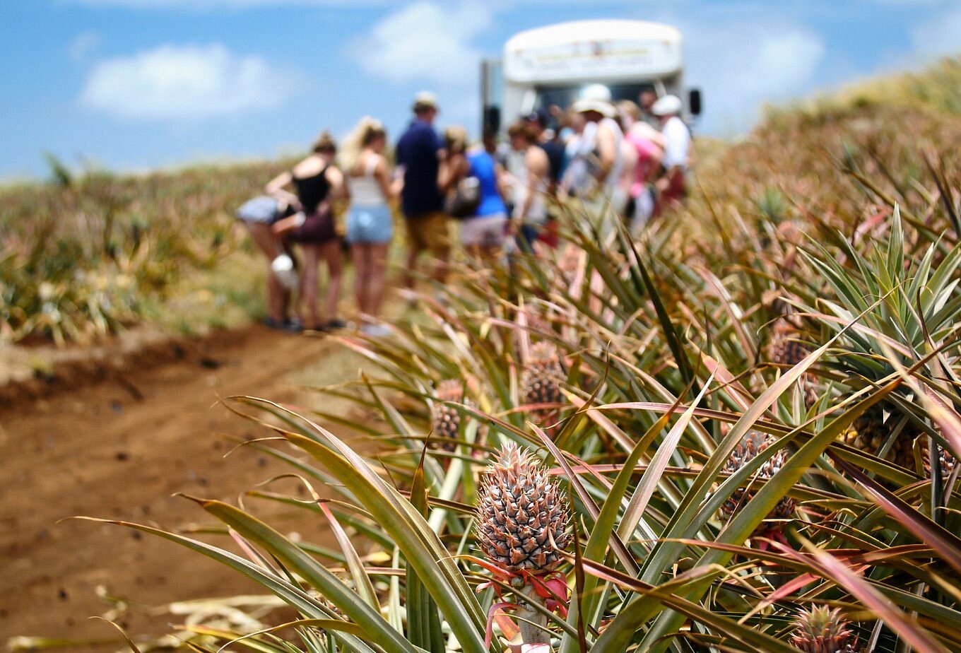 maui pineapple tour vs dole plantation