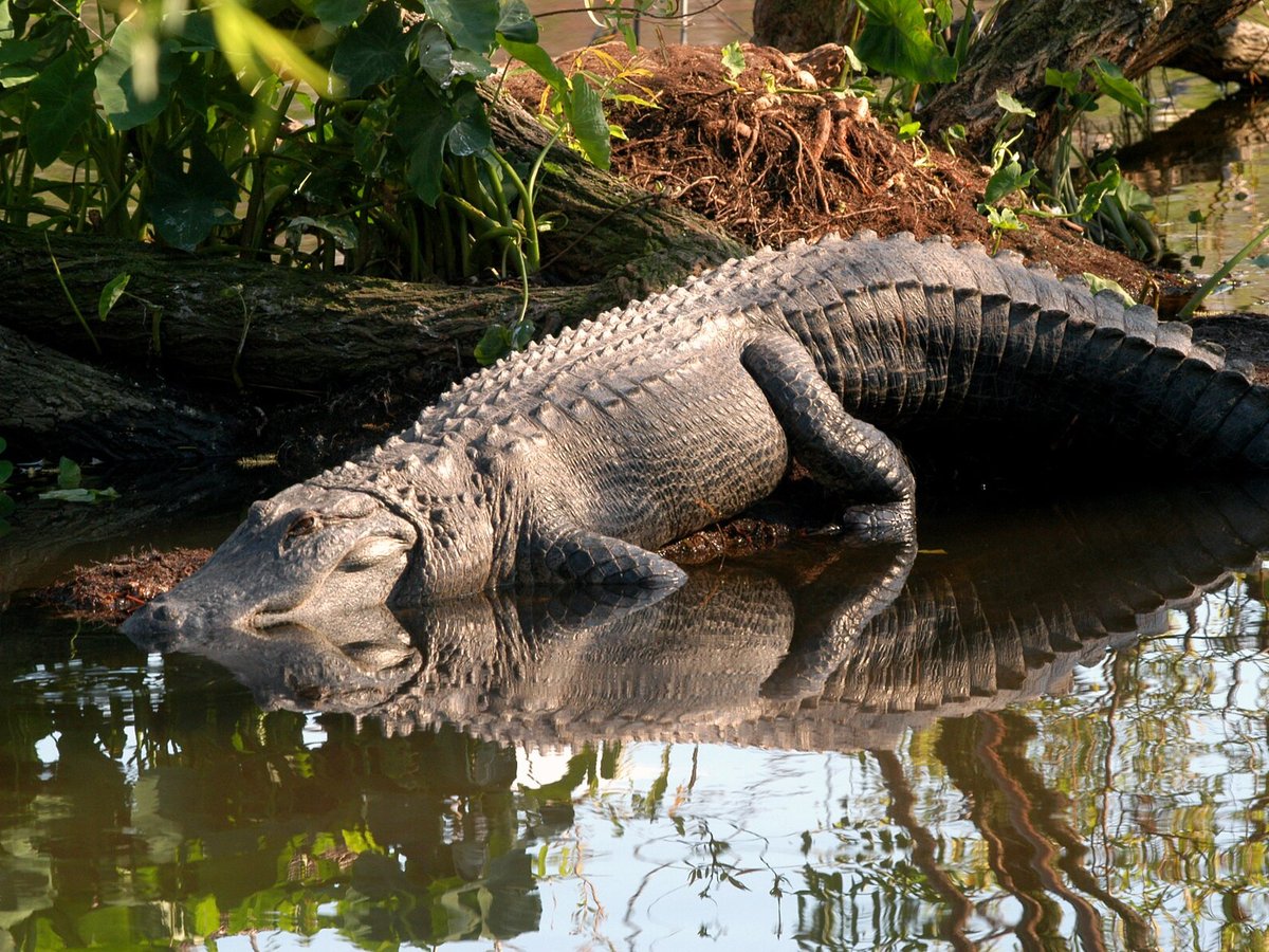 Gatorland - All You Need to Know BEFORE You Go (2024)