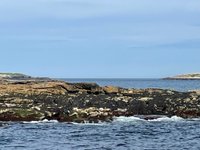 Boothbay Harbor Cruise: Lighthouses, Lobster Haul, and Seals