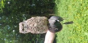 A Review of Willows Birds of Prey Centre, Kent