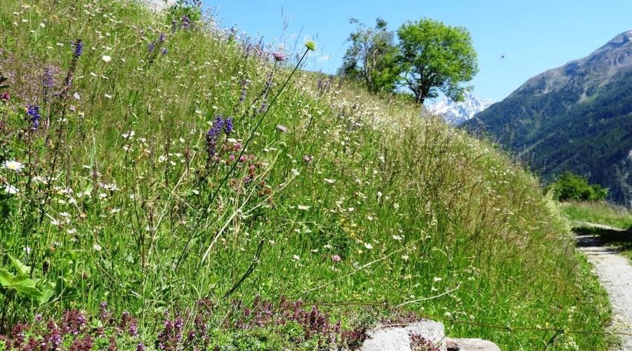 Spazierweg oberhalb des Hofes.
