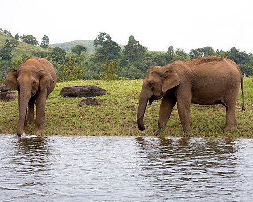 thekkady wildlife tour