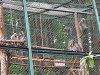 Padmaja Naidu Himalayan Zoological Park (Darjeeling, Ấn Độ) - Đánh giá -  Tripadvisor
