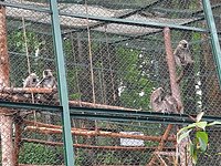 Padmaja Naidu Himalayan Zoological Park (Darjeeling, Ấn Độ) - Đánh giá - Tripadvisor Padmaja Naidu Himalayan Zoological Park (Darjeeling, Ấn Độ) - Đánh giá - Tripadvisor