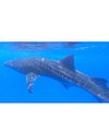 whale shark hawaii