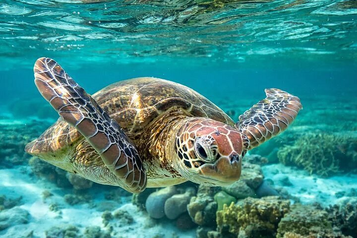 Shore Excursion Carlisle Bay Turtles & Shipwreck Snorkel Cruise