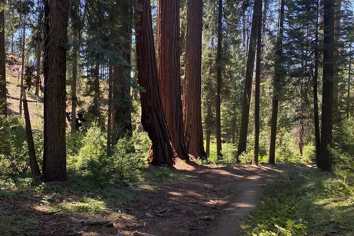 2024 Half Day Tour to Kings Canyon National Park