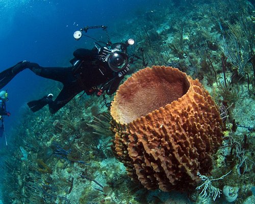 The Great Dive Drive - Central Florida