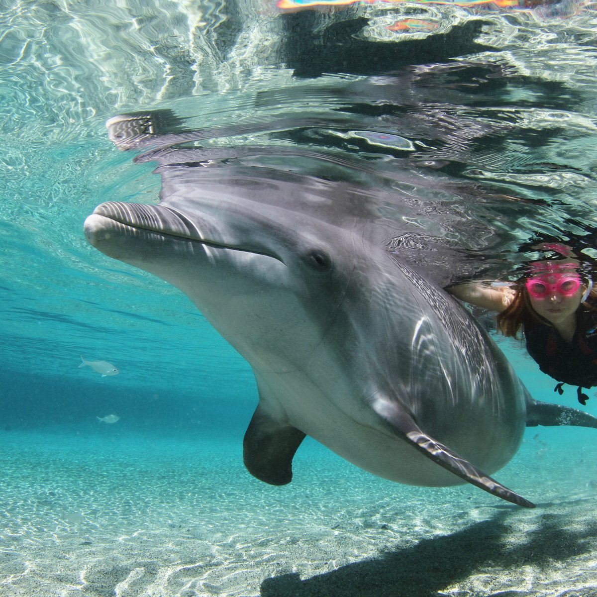 Dolphin Quest, Вайколоа: лучшие советы перед посещением - Tripadvisor