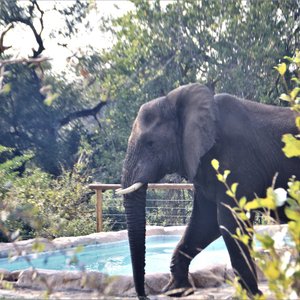 Visitors to our Pool