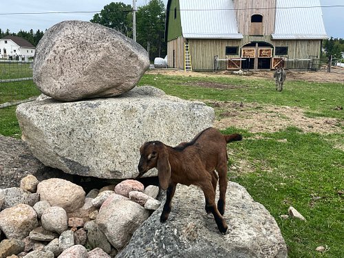 Handpainted Rock Art, General Souvenirs: Georgia Gifts & More