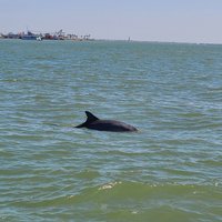 BayWatch Dolphin Tours (Galveston) - All You Need to Know BEFORE You Go