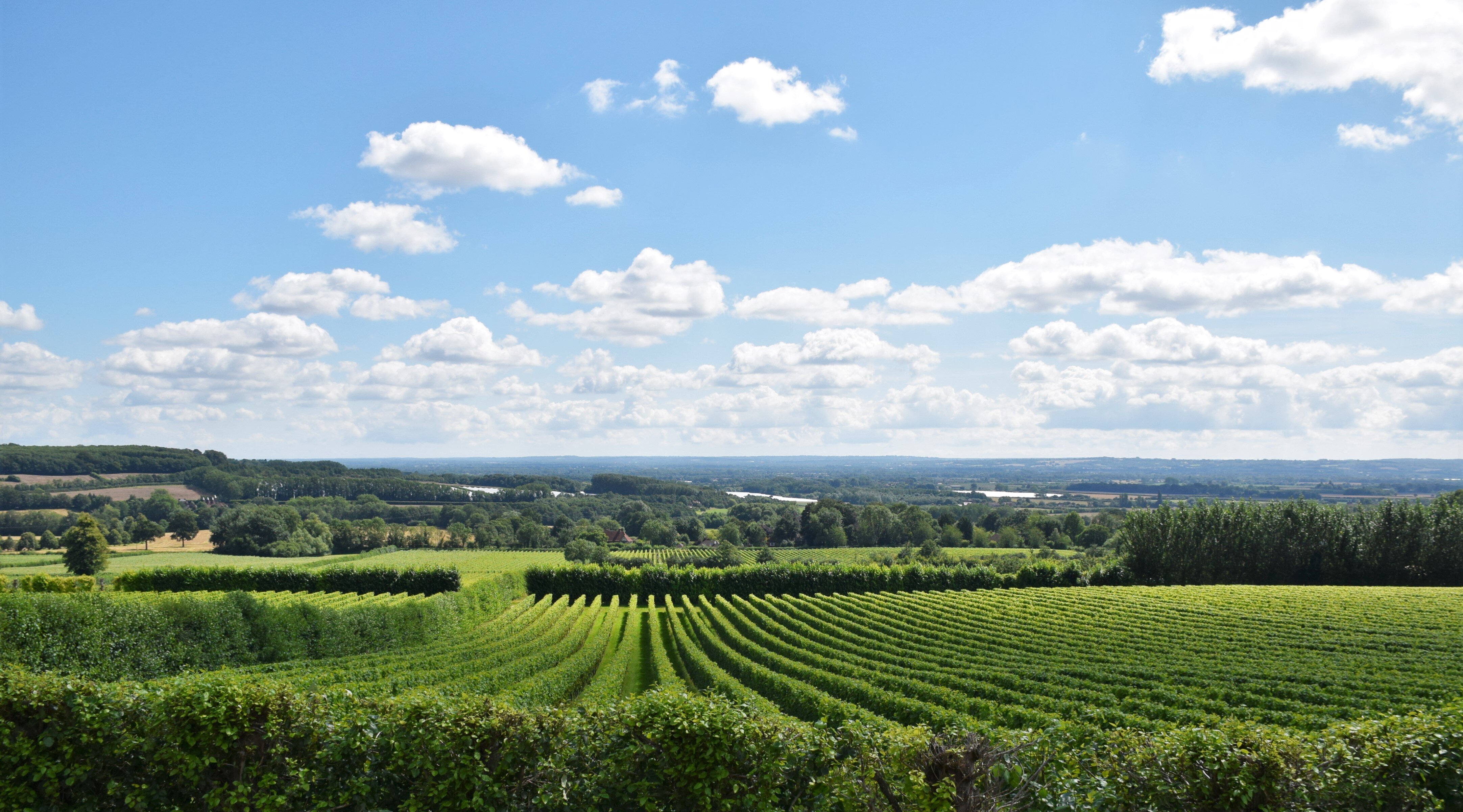 Local vineyard near me sale