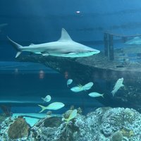 Texas State Aquarium (Corpus Christi) - All You Need to Know BEFORE You Go