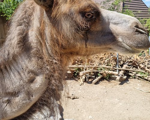 Zoo john. Роев ручей Красноярск верблюд. Гордый верблюд. Костромской зоопарк Верблюды. Верблюжонок Рози в Роевом ручье.