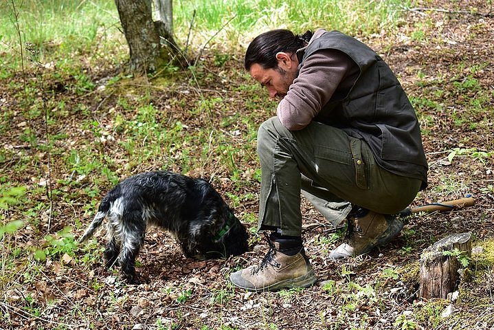 A dog sniffs for truffles on a leaf-covered forest floor while his guide kneels and watches