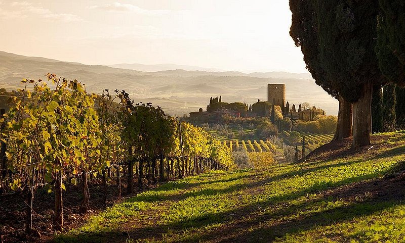 A row of grapes leads the way to a castle-style building in the distance