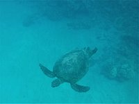 Snorkeling Turtle Canyon Waikiki