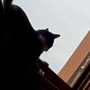 Elisa80