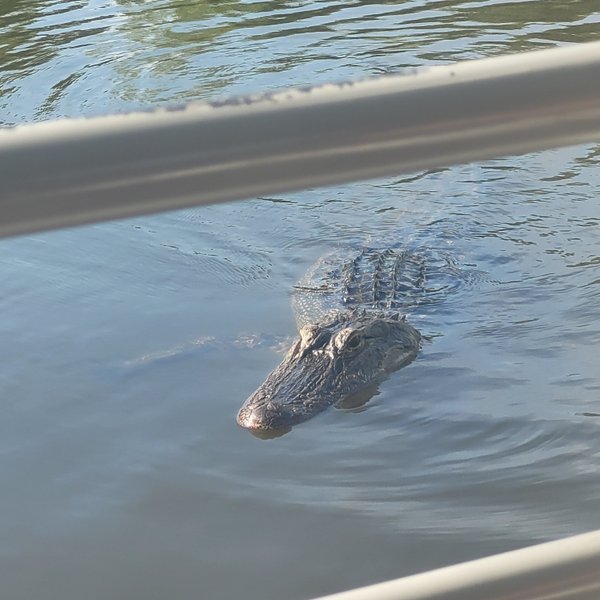 2023 Guided Boat Tour of New Orleans Bayou and Wildlife